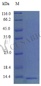 SDS-PAGE- Recombinant protein Mouse Ccl9