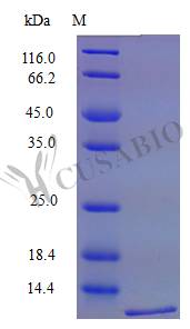 SDS-PAGE- Recombinant protein Mouse Ccl12