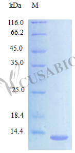 SDS-PAGE- Recombinant protein Mouse Ccl24
