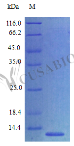 SDS-PAGE- Recombinant protein Mouse Ccl27