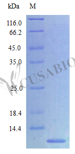SDS-PAGE- Recombinant protein Rat Cxcl2