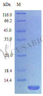 SDS-PAGE- Recombinant protein Rat Cxcl3