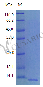 SDS-PAGE- Recombinant protein Rat Cxcl5