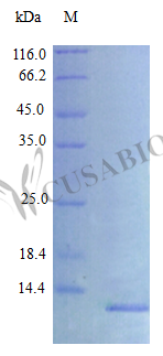 SDS-PAGE- Recombinant protein Rat Cxcl10