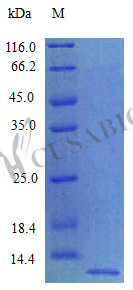 SDS-PAGE - Recombinant Rat Cxcl12