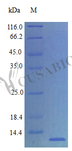 SDS-PAGE- Recombinant protein Rat Cxcl14
