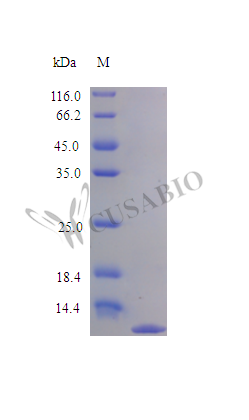 SDS-PAGE- Recombinant protein Rat Ccl3