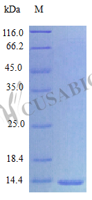 SDS-PAGE CSB-AP001621HU