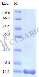 SDS-PAGE CSB-AP001631HU