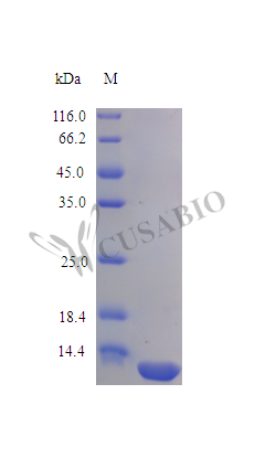 SDS-PAGE- Recombinant protein Human IL16