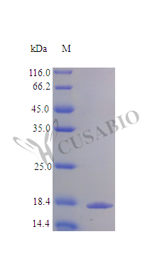 SDS-PAGE- Recombinant protein Human IL1A