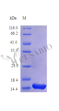 SDS-PAGE- Recombinant protein Human IL3