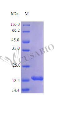 SDS-PAGE- Recombinant protein Human TNFSF9