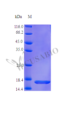 SDS-PAGE- Recombinant protein Human IL36G