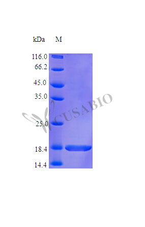 SDS-PAGE- Recombinant protein Human KITLG