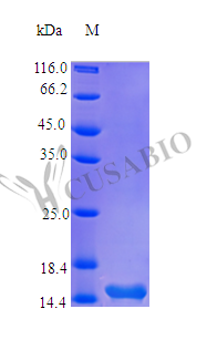 SDS-PAGE- Recombinant protein Human TSLP