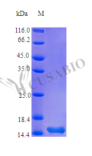 Recombinant Human Thymic stromal lymphopoietin protein (TSLP) (Active) Recombinant Human Thymic stromal lymphopoietin protein (TSLP) (Active)