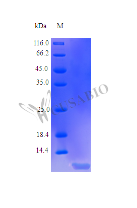 SDS-PAGE- Recombinant protein Human TNFRSF13C