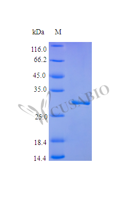 CSB-AP002261HU