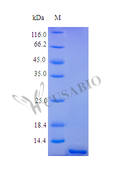 SDS-PAGE- Recombinant protein Human TNFRSF17