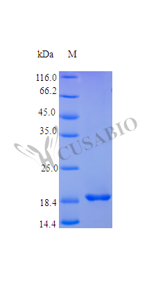 SDS-PAGE- Recombinant protein Human TNFSF15