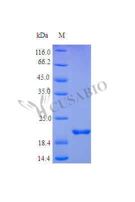 SDS-PAGE- Recombinant protein Human FGF17