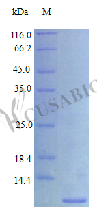 SDS-PAGE- Recombinant protein Human EREG