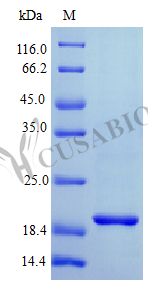 Recombinant Human Interferon lambda-1 protein (IFNL1) (Active) - image 1