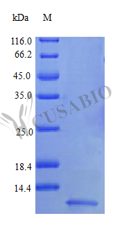 SDS-PAGE- Recombinant protein Human NRG1