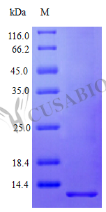 Recombinant Human Pro-neuregulin-1, membrane-bound isoform protein (NRG1), partial (Active) Recombinant Human Pro-neuregulin-1, membrane-bound isoform protein (NRG1), partial (Active)