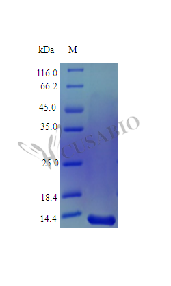 Recombinant Human Midkine protein (MDK) (Active) - image 1