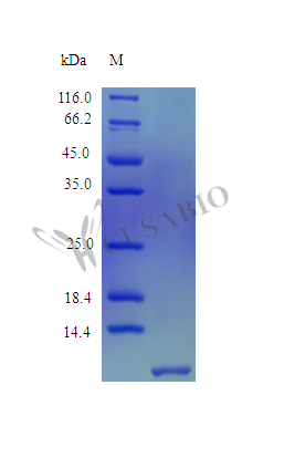 Recombinant Human Beta-defensin 103 protein (DEFB103A) (Active) - image 1