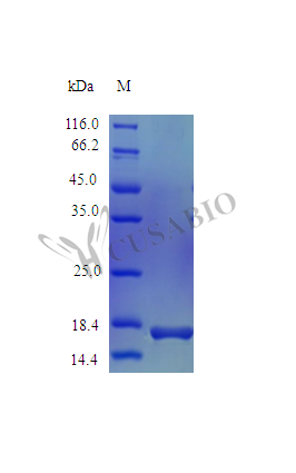 SDS-PAGE- Recombinant protein Rhesus IL1B