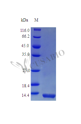 Recombinant Rhesus Macaque Interleukin-13 protein (IL13) (Active) - image 1