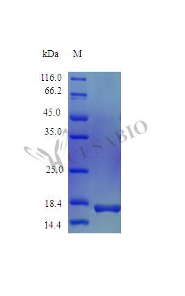 Recombinant Rhesus Macaque Tumor necrosis factor protein (TNF), partial (Active) Recombinant Rhesus Macaque Tumor necrosis factor protein (TNF), partial (Active)