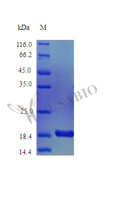 Recombinant Rhesus Macaque Fms-related tyrosine kinase 3 ligand protein (FLT3LG) , partial (Active) - image 1
