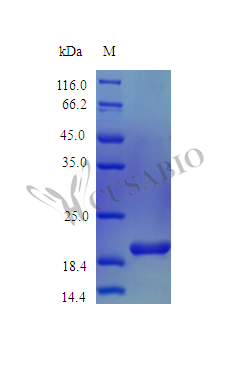 SDS-PAGE- Recombinant protein Mouse Il6