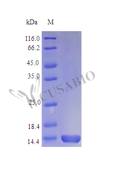 SDS-PAGE- Recombinant protein Mouse Il7