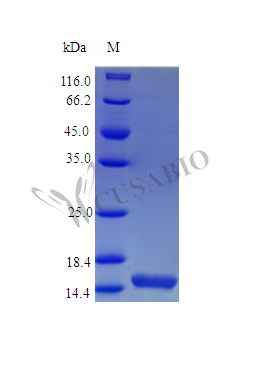 SDS-PAGE- Recombinant protein Mouse Il21