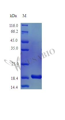 SDS-PAGE- Recombinant protein Mouse Il36a