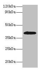 CSB-PA001354HA01HU