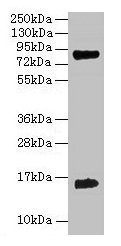 Western blot All lanes: Hemoglobin polyclonal antibody at 2microg/ml + 293T whole cell lysate Secondary Goat polyclonal to rabbit IgG at 1/15000 dilution Predicted band size: 16 kDa Observed band size: 16 kDa