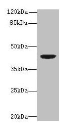 Western blot All lanes: DAPK2 antibody at 6microg/ml + Mouse brain tissue Secondary Goat polyclonal to rabbit IgG at 1/10000 dilution Predicted band size: 43, 56 kDa Observed band size: 43 kDa