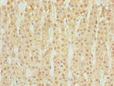 Immunohistochemistry of paraffin-embedded human adrenal gland tissue using CSB-PA006860LA01HU at dilution of 1:100