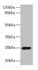 Western Blotting(WB) - GH2 Antibody