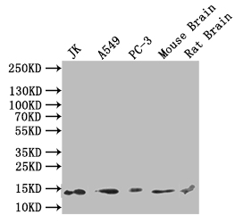 Western blot All lanes: H2AFJ antibody at 2microg/ml Lane 1: Mouse brain tissue Lane 2: MCF-7 whole cell lysate Secondary Goat polyclonal to rabbit IgG at 1/10000 dilution Predicted band size: 15, 17 kDa Observed band size: 15 kDa
