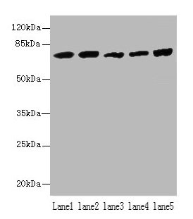 Western Blotting(WB) - Hspa1b Antibody