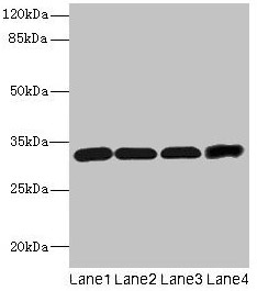 Western Blotting(WB) - Ms4a1 Antibody