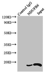 Immunoprecipitating NDUFB6 in HEK293 whole cell lysate Lane 1: Rabbit control IgG instead of (1microg) instead of CSB-PA015653LA01HU in HEK293 whole cell lysate. For western blotting, a HRP-conjugated Protein G antibody was used as the secondary antibody (1/2000) Lane 2: CSB-PA015653LA01HU (4microg) + HEK293 whole cell lysate (500microg) Lane 3: HEK293 whole cell lysate (20microg)