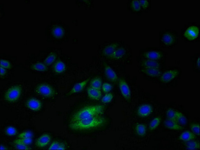 Immunofluorescent analysis of HepG2 cells using CSB-PA019881LA01HU at dilution of 1:100 and Alexa Fluor 488-congugated AffiniPure Goat Anti-Rabbit IgG(H+L)